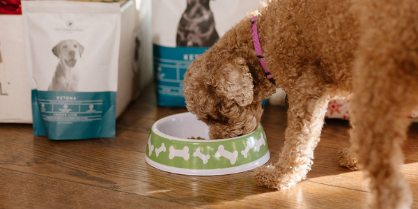 A closer look at Keto Dog Food Weight Loss
