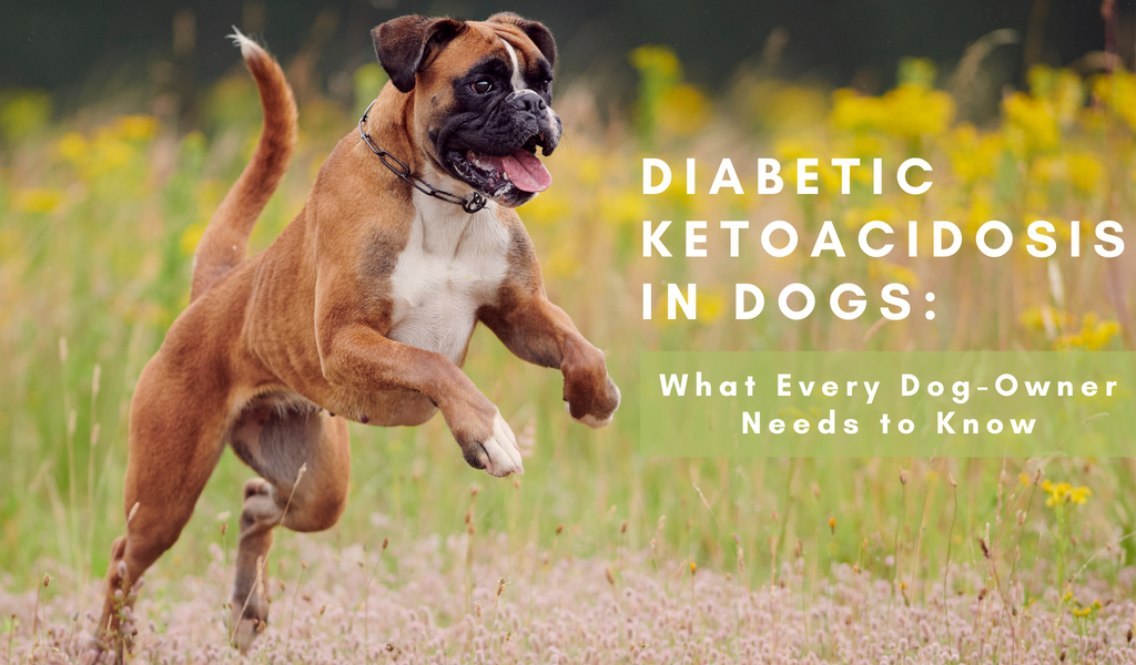 Diabetic Ketoacidosis in Dogs: What Every Dog-Owner Needs to Know