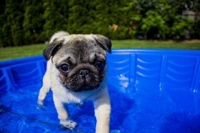 Signs of Your Dog Overheating During Summertime - Part 1