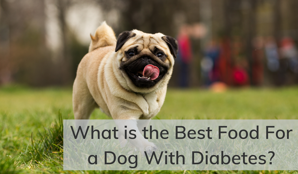 What is the Best Food For a Dog With Diabetes?