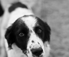 articles/dog-reasons.jpg