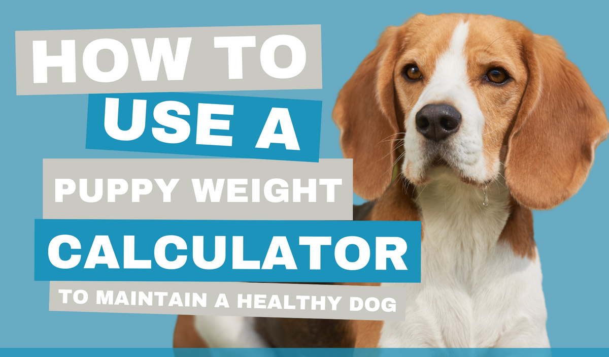 How Much Should I Feed My Dog Calculator by Age: Ultimate Guide