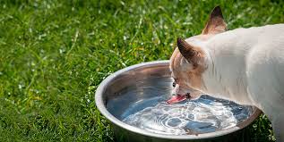 Signs of Your Dog Overheating During Summertime - Part 2