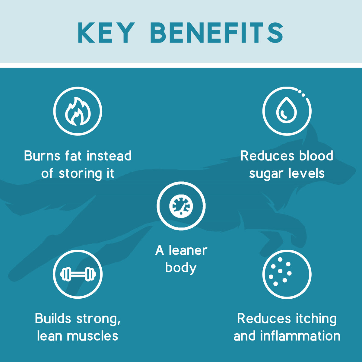 High Protein Low Carb Dog Food Ketona Chicken Recipe KetoNatural