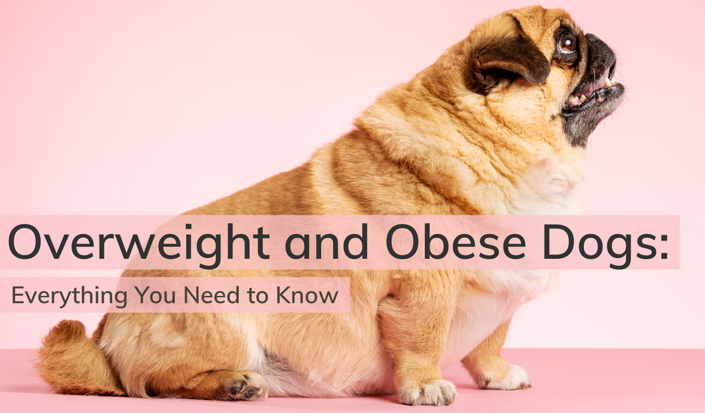 Overweight and Obese Dogs: Everything You Need to Know