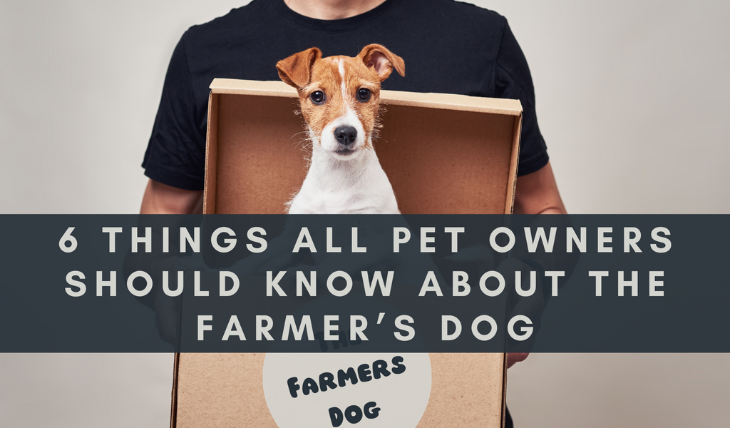 6 Things All Pet Owners Should Know About the Farmer's Dog