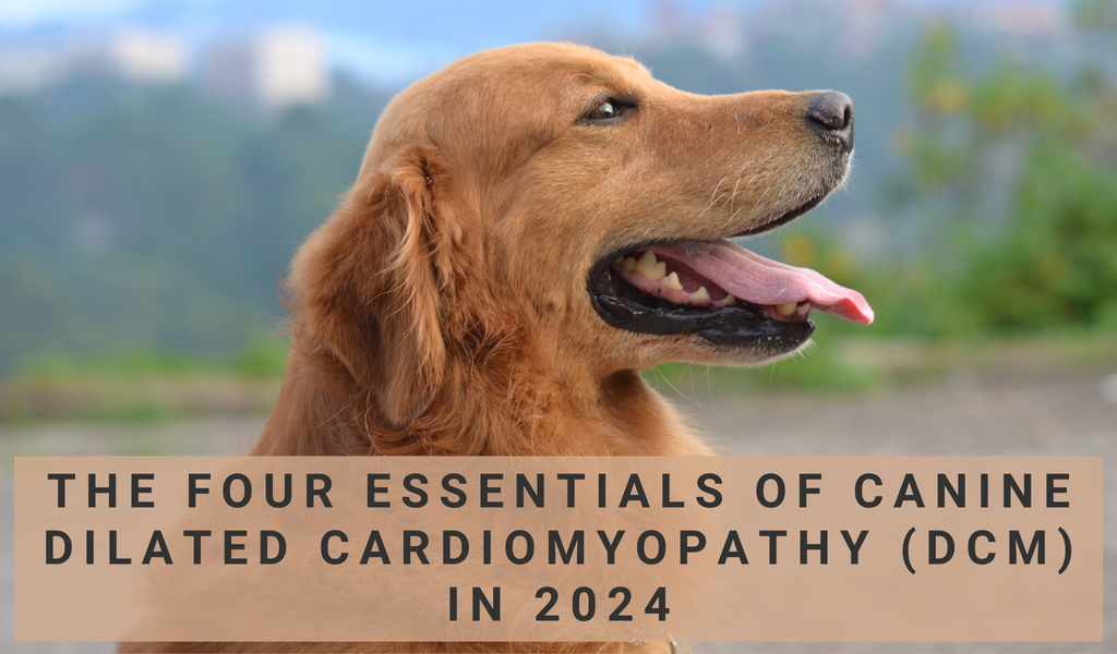 The Four Essentials of Canine Dilated Cardiomyopathy (DCM) in 2024