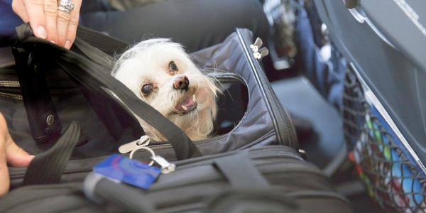 Holiday Travel With Your Dog: Here’s What You Need To Know To Be Prepared