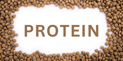How Much Protein Should I Feed My Dog?