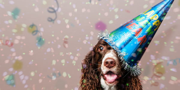New Year, New You: But What About Your Dog?