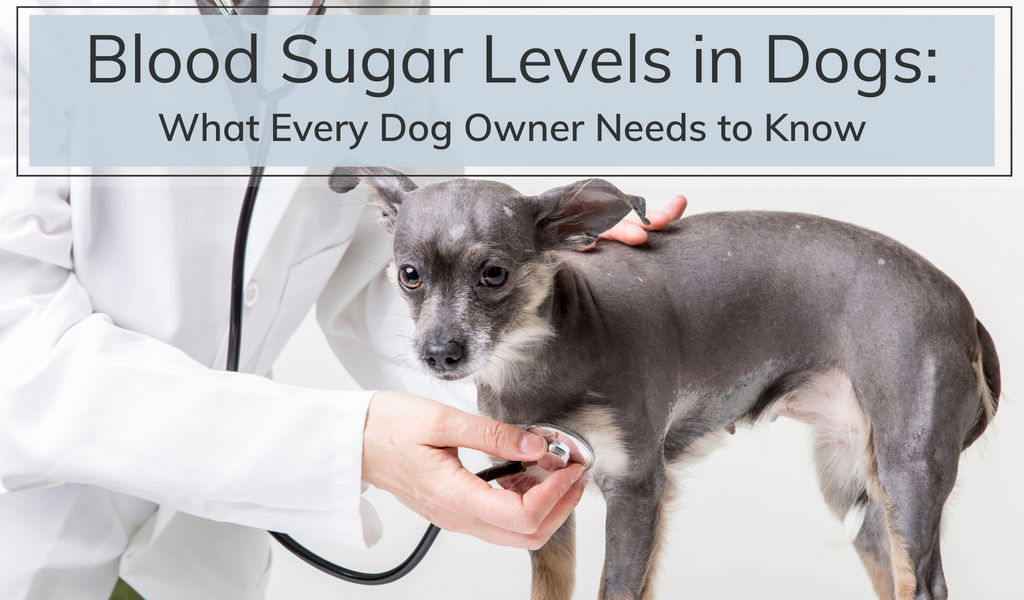 Blood Sugar Levels in Dogs: What Every Dog Owner Needs to Know