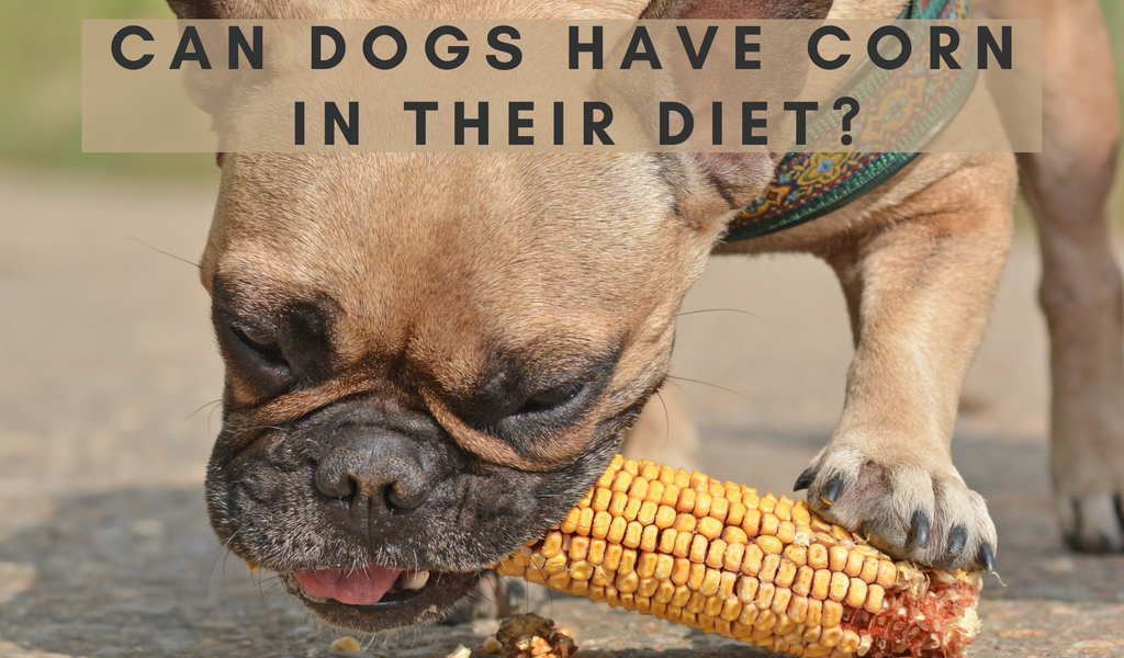 Can Dogs Have Corn in Their Diet?