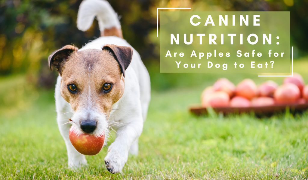 Canine Nutrition: Are Apples Safe for Your Dog to Eat?