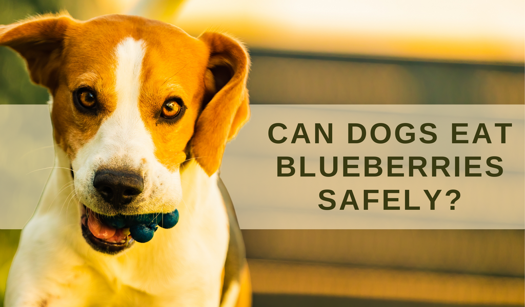 Can Dogs Eat Blueberries Safely?