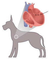 Grain free top bad for dogs