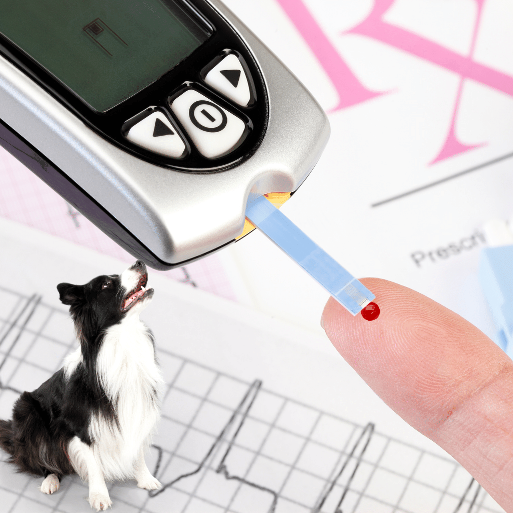 10 facts to know about diabetes in dogs