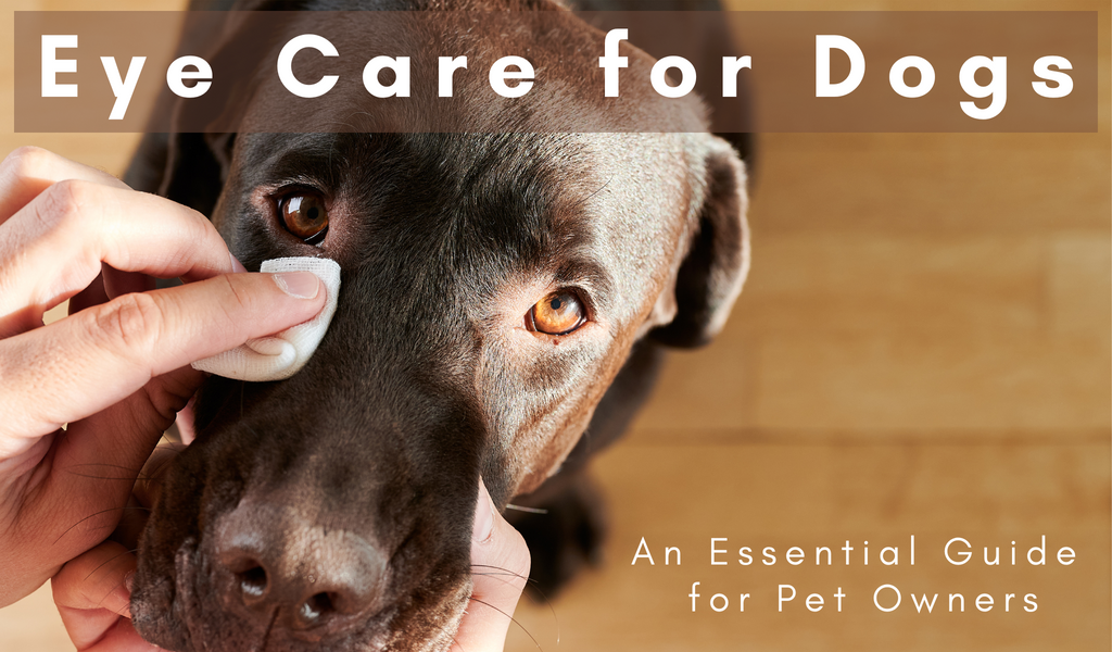Home remedy eye drops for dogs clearance