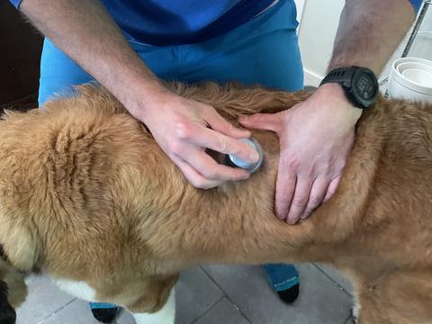 A Step-By-Step Guide to Using a Continuous Glucose Monitor (CGM) With Your Dog