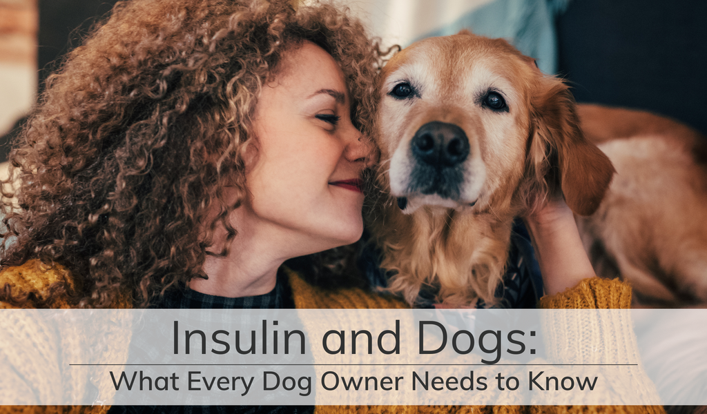 Insulin and Dogs: What Every Owner Needs to Know