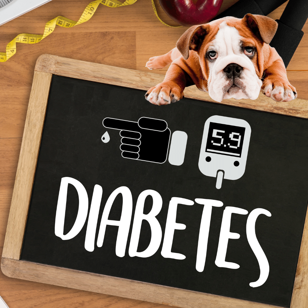 Signs of Diabetes in Dogs