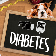 5 Signs and Symptoms That Your Dog May Have Diabetes