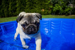 articles/Water-Swimming-Summer-Pet-Puppy-Funny-Animal-Dog-1502563-e1559831821318.jpg