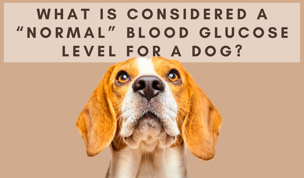 What is Considered a “Normal” Blood Glucose Level For a Dog?