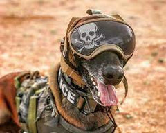 Learning to Take Pleasure In Being Your Dog's Play Buddy-Drill Sargeant