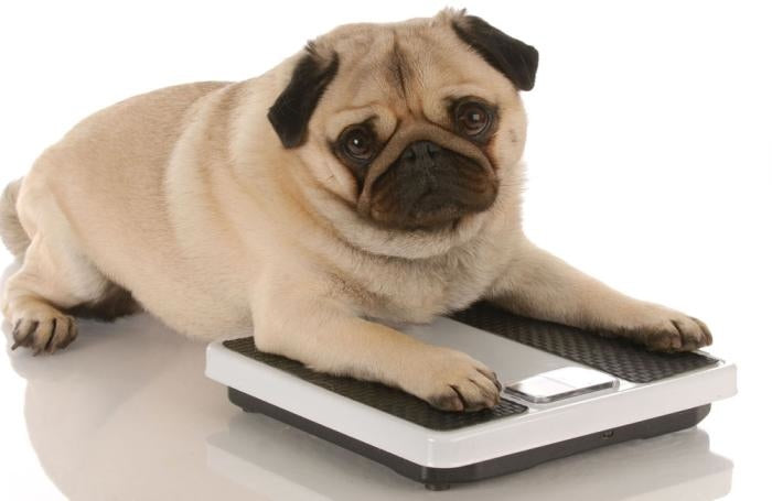 Is My Dog Overweight?  Use This Tool to Find Out