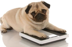 articles/pug-dog-on-scale.jpg