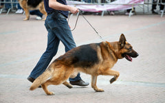 articles/walking-dog-with-german-shepherd-2021-08-30-14-13-53-utc.jpg